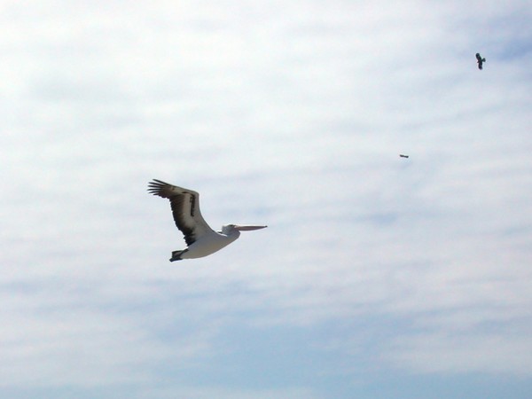 Pelicans